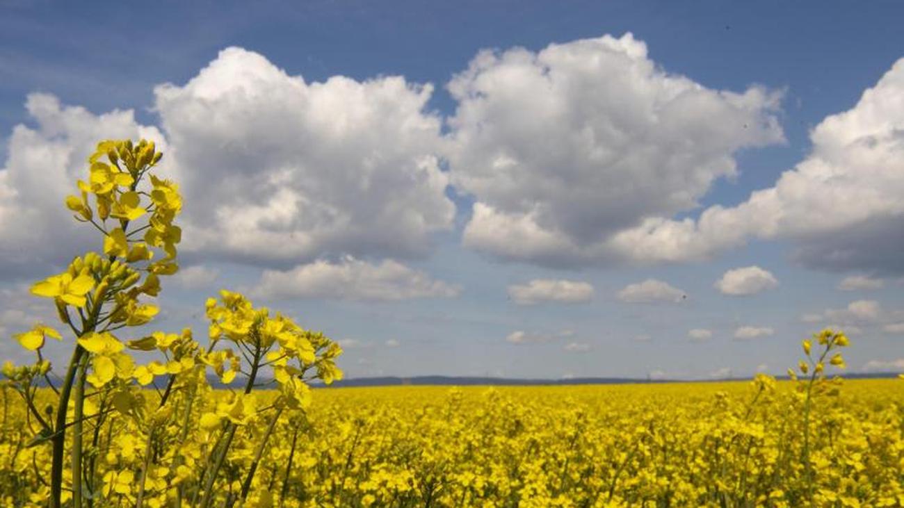 Partnersuche wetterau