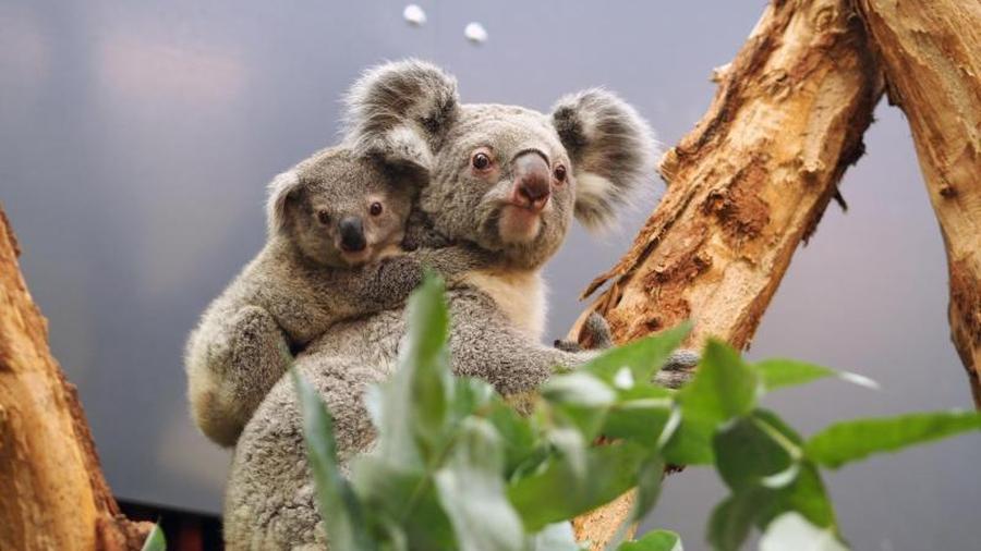 Tiere Zoo Leipzig Hat Wieder Fur Besucher Geoffnet Zeit Online