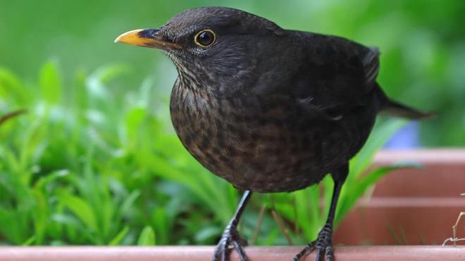 Naturschutz: Spatz, Amsel und die anderen im Blick: Vogelzhlung startet |  DIE ZEIT
