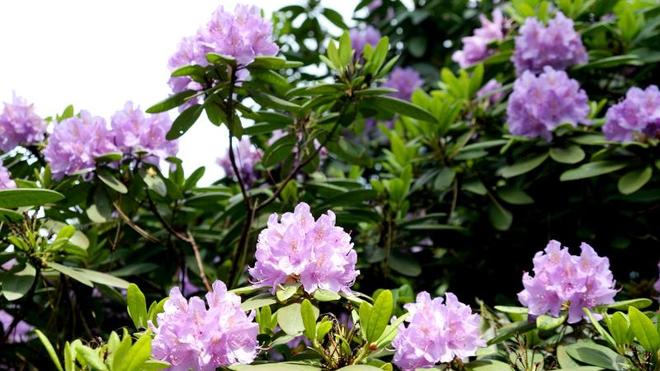 Freizeit: In allen Farben: Bltezeit im Rhododendron-Park | DIE ZEIT