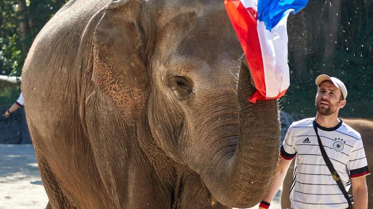 Tiere: Elefanten-Orakel tippt auf Frankreich-Sieg gegen ...