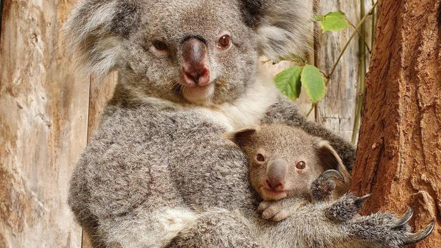 Tiere Flausch Alarm Im Duisburger Zoo Baby Koala Geboren Zeit Online