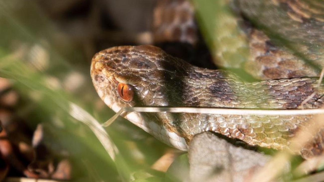 Tier- und Naturschutz: Rote Liste für Amphibien und Reptilien: Lage