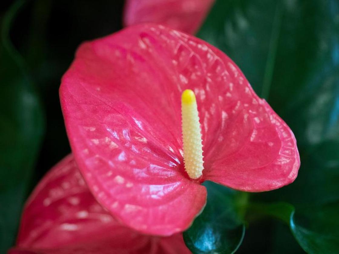 anthurium carlablackiae x papillilaminum Anthurium papillilaminum 