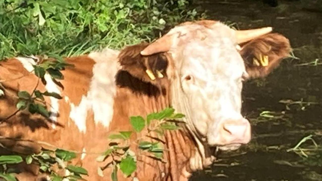 Tiere Kuh badet in Gartenteich ZEIT ONLINE