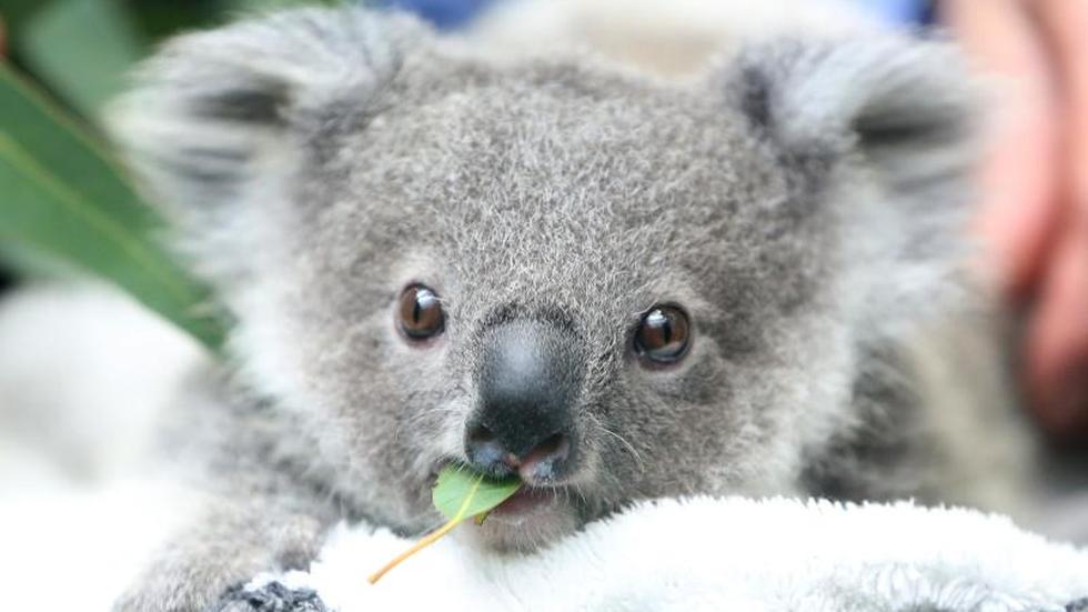 Tiere Zahl der Koalas in Australien sinkt rapide ZEIT ONLINE