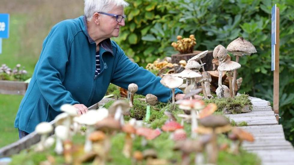 Ausstellungen Botanischer Garten in Rostock zeigt rund 300 Pilzarten