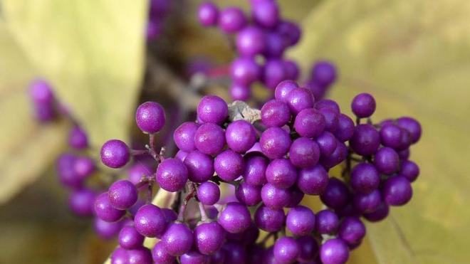 Giftige Beeren: Kinder von Eibe, Liebesperle und Co. fernhalten | DIE ZEIT