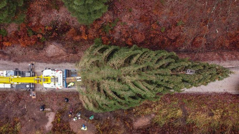 Brauchtum XXLWeihnachtsbaum aus dem Solling auf dem Weg in Autostadt