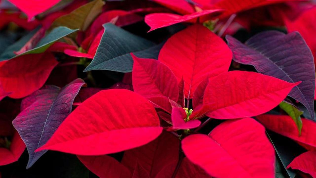 Beliebte Zimmerpflanze: Sind Weihnachtssterne wirklich giftig? | DIE ZEIT