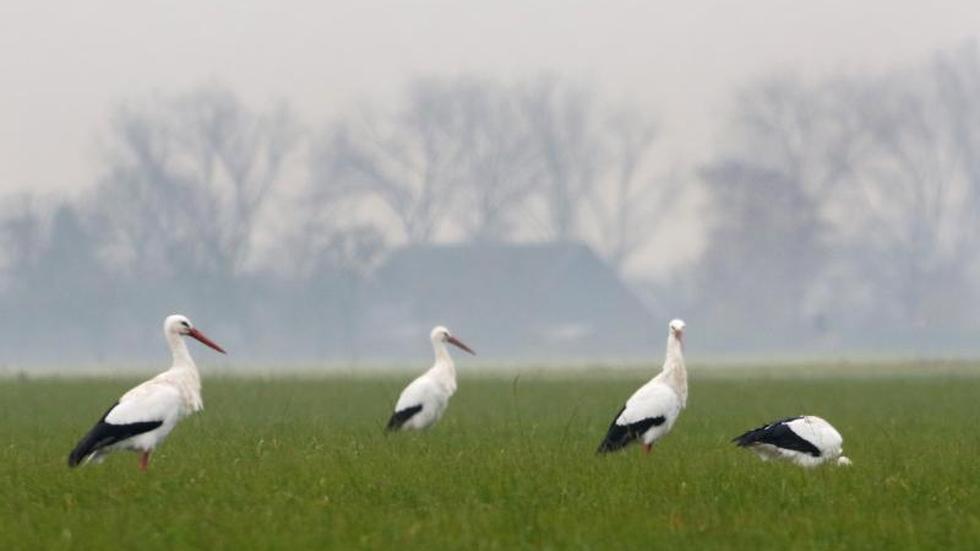Tiere Störche überwintern am Niederrhein Bestände nehmen zu ZEIT ONLINE Tiere Störche überwintern am Niederrhein Bestände nehmen zu ZEIT ONLINE