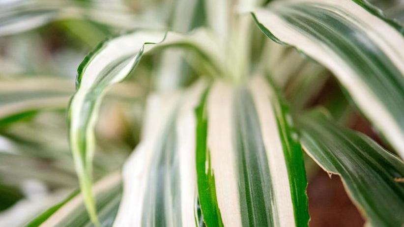 saatgut f1 Saatgut Pastinake 'Gladiator' F1 - Pastinaca sativa demi-long gladiator f1 main image 0