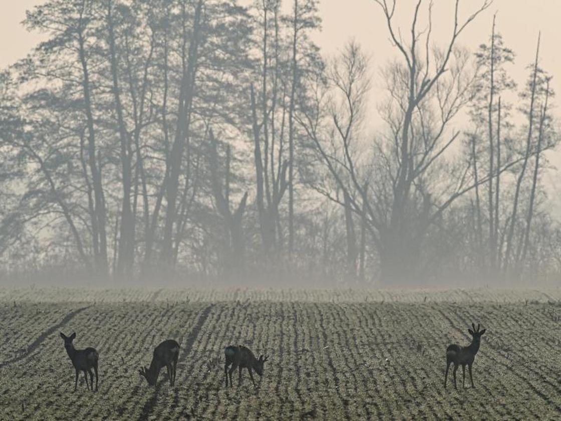Tiere: 24 tote Rehe im Kreis Harburg: Kirschlorbeer im Verdacht | DIE ZEIT
