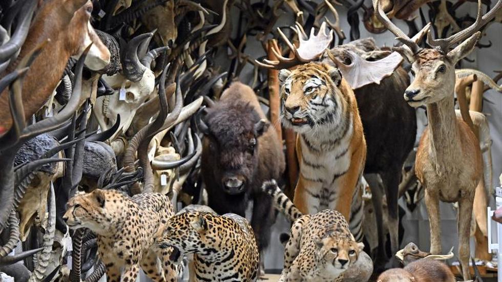 Ausstellungen: Naturkundemuseum wird 100: Sonderschau mit Tierporträts ...