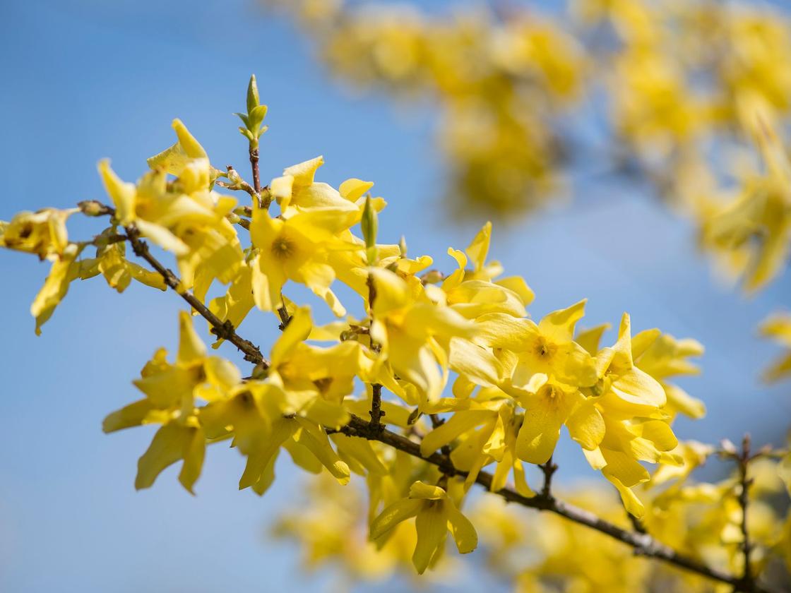 Gelb blhende Strucher: Wann schneidet man Forsythien? | DIE ZEIT