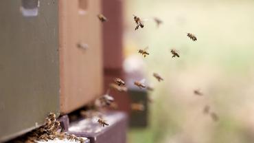 Tiere: Imker melden hohe Verluste bei Bienenvölkern