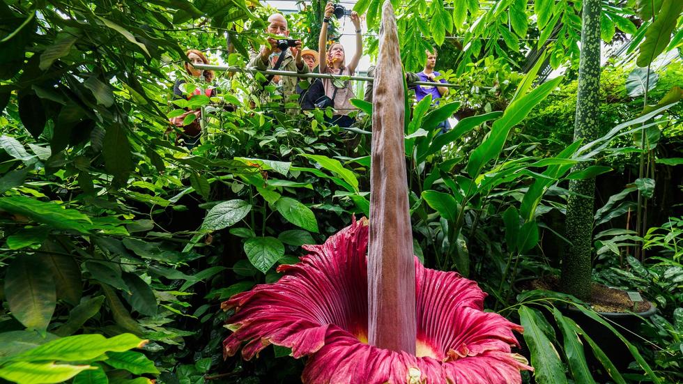 Botanischer Garten Bayreuth Größte Blume der Welt Bayreuther