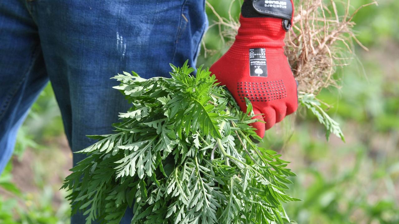 Invasive Art: Allergie auslsend: Ambrosia-Pflanzen besser entfernen | DIE  ZEIT