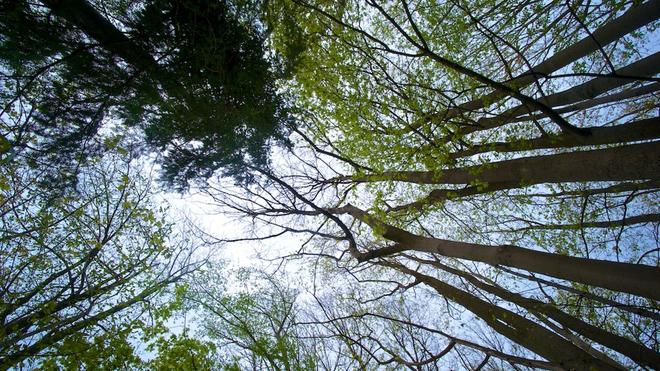 Umweltschutz: Deutschlands Wäldern geht es schlecht - nun sollen sie «umgebaut» werden.