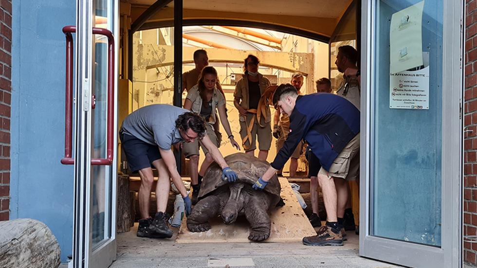 Zoos: Vier Riesenschildkröten aus Heidelberg gehen auf Städtereise nach Prag.