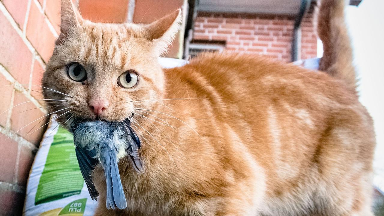 Katzenschreck: Verpiss-dich-Pflanze schützt Vögel vor jagenden Katzen