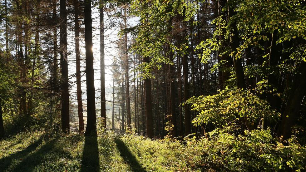 Klimawandel: Klimaforscher: Wald In Deutschland Ist Im Trockenstress ...