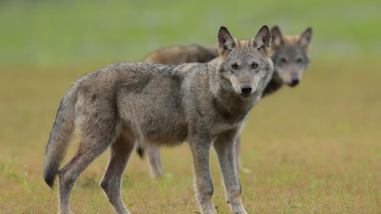Berchtesgadener Land: Wahrscheinlich wieder Wolf von Auto erfasst 
