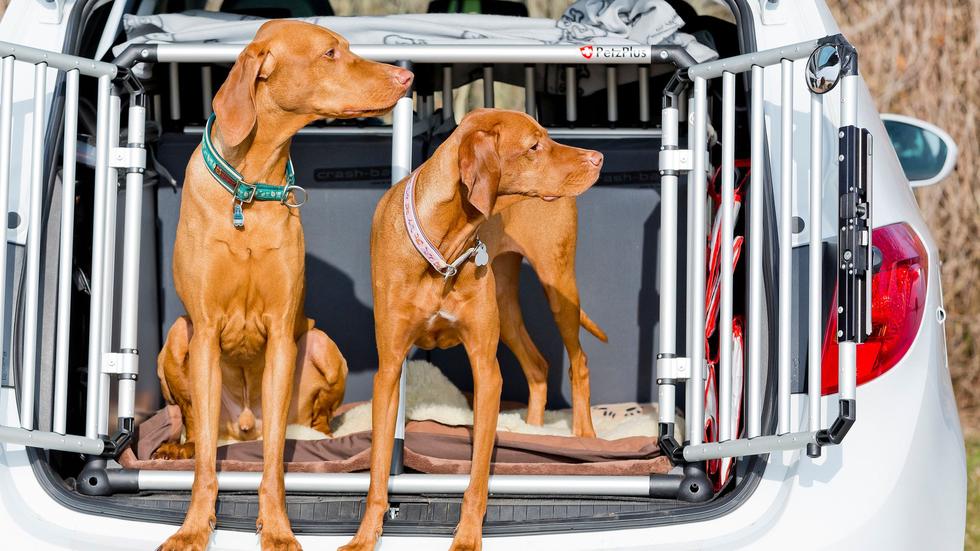 Hund an Bord: Nicht immer muss ein Auto groß sein für den Tier-Transport