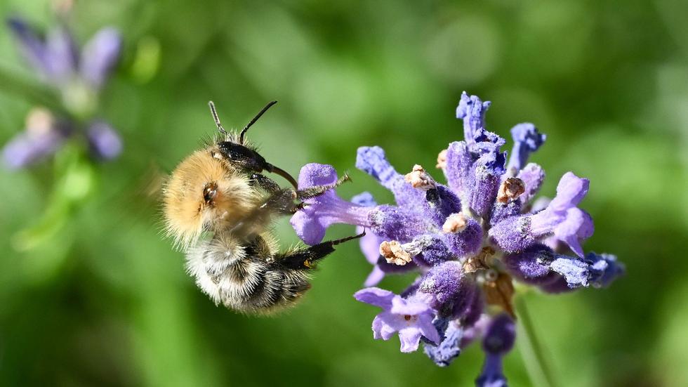 Naturschutz: Drei Jahre nach Bienen-Begehren 80 Prozent umgesetzt ...