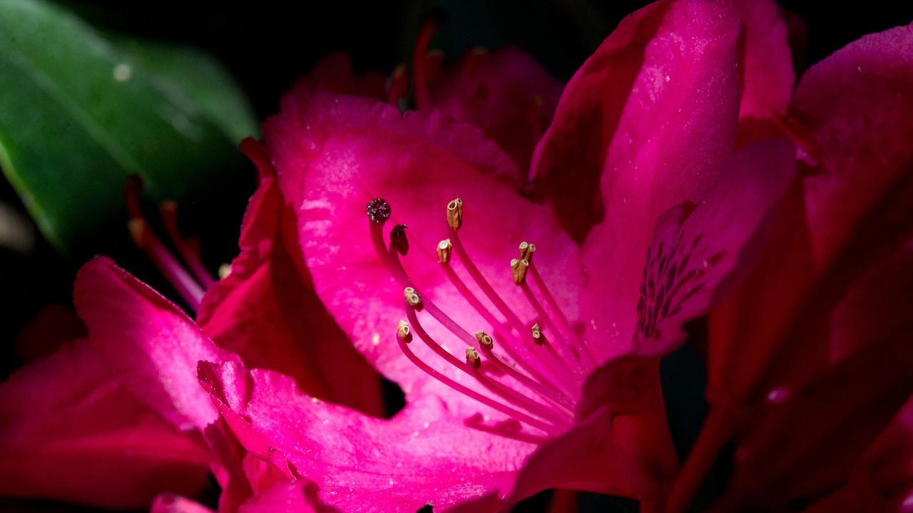 Pilzbefall vorbeugen: Zikaden von Rhododendron entfernen | DIE ZEIT