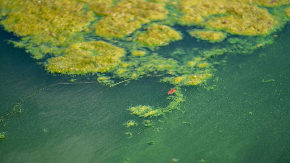 Umwelt Blaualgen im Weißenstädter See im Fichtelgebirge ZEIT ONLINE