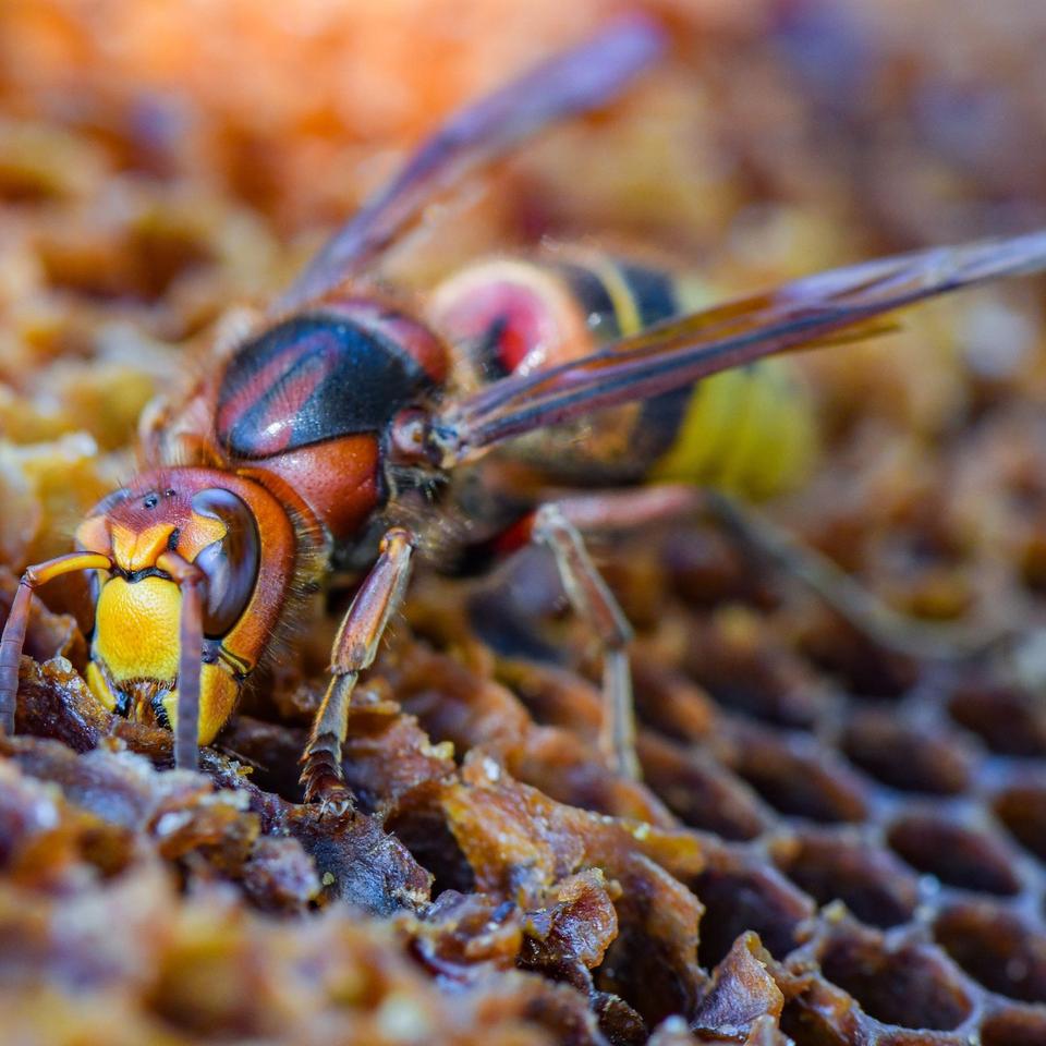 Hornissen gegen Wespen