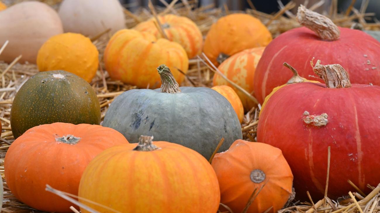 Wetter: Herbstliches Wochenende in Berlin und Brandenburg | ZEIT ONLINE