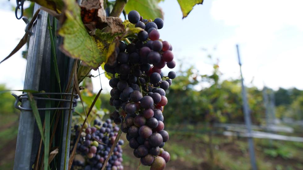 Landwirtschaft: Schleswig-Holstein: Gute Aussichten für Weinjahrgang