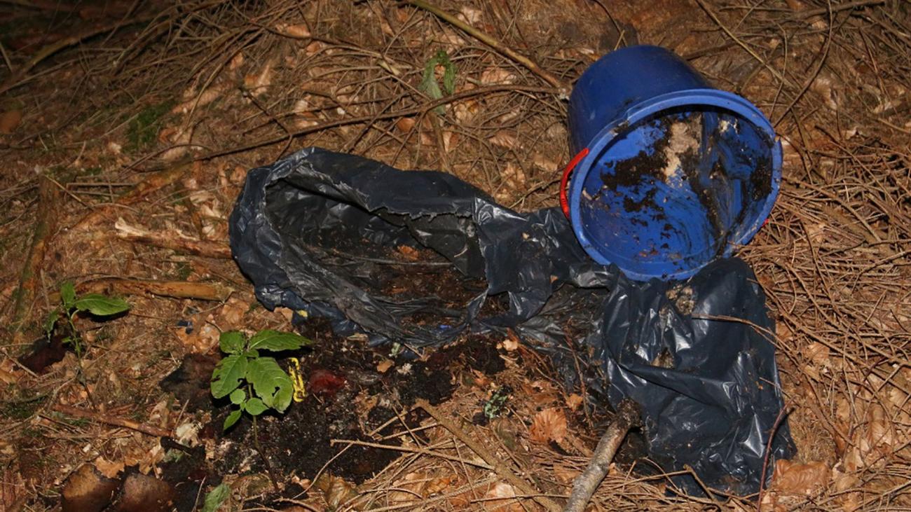 Toter Greifvogel Schock! Razzia Im Rottal Inn: Was Die Ermittler Fanden, Schockt! - 24v5954