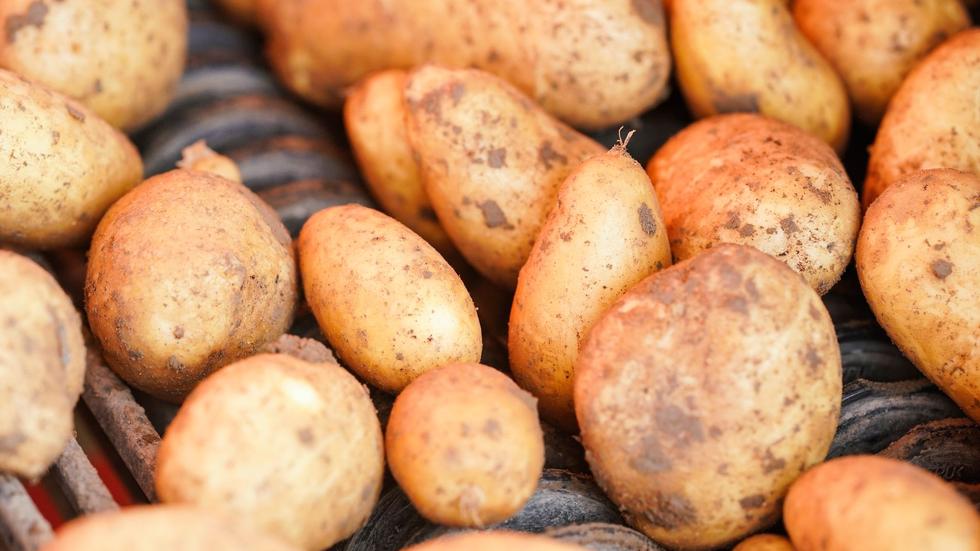 Landwirtschaft: Landvolk rechnet mit weniger Kartoffeln | ZEIT ONLINE