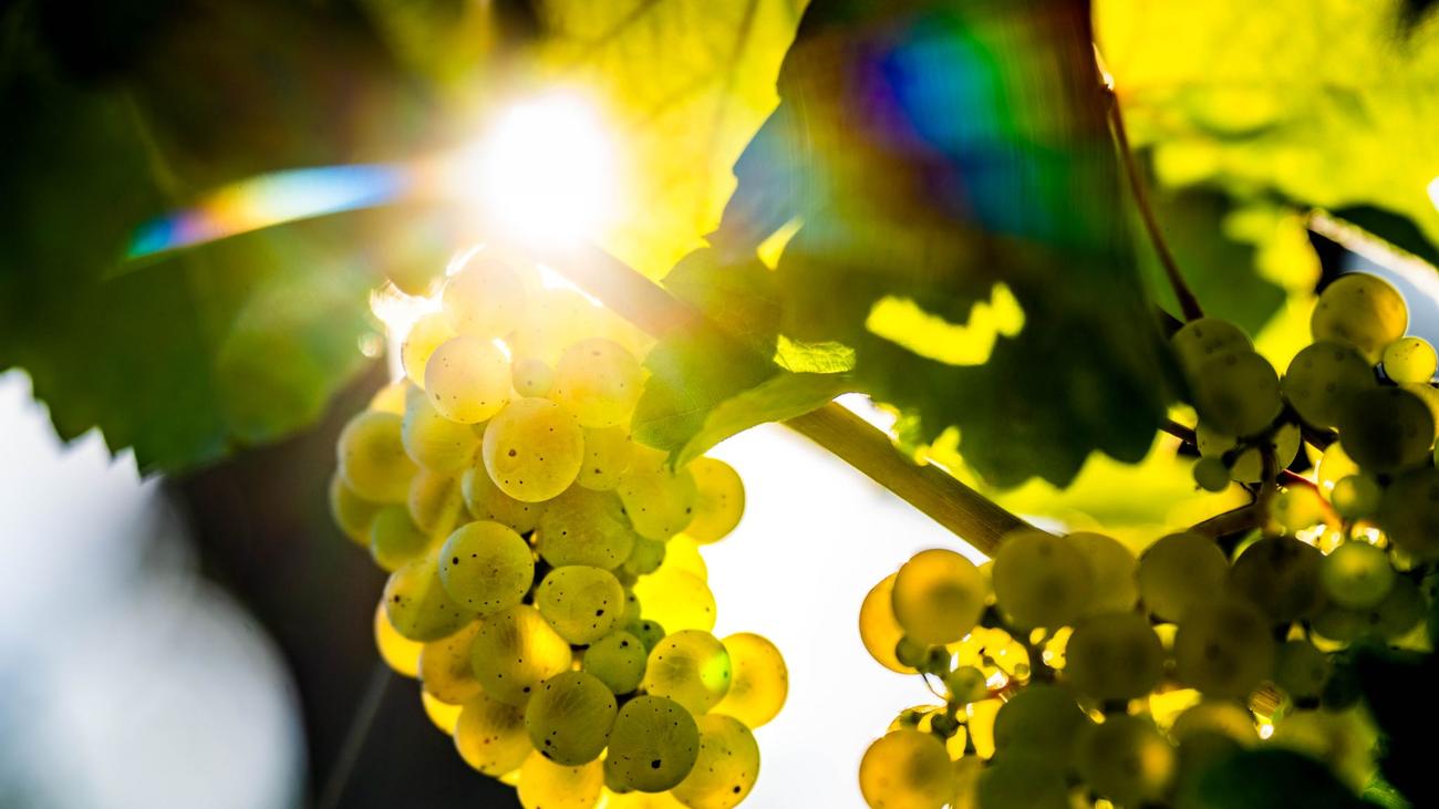 Wohl gute Erträge Weinlese läuft Mengen übertreffen vorsichtige