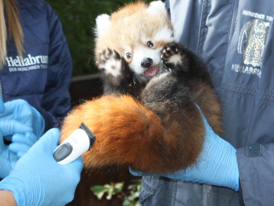 Naturschutz: Zwillingsnachwuchs bei Roten Pandas im Münchner Tierpark