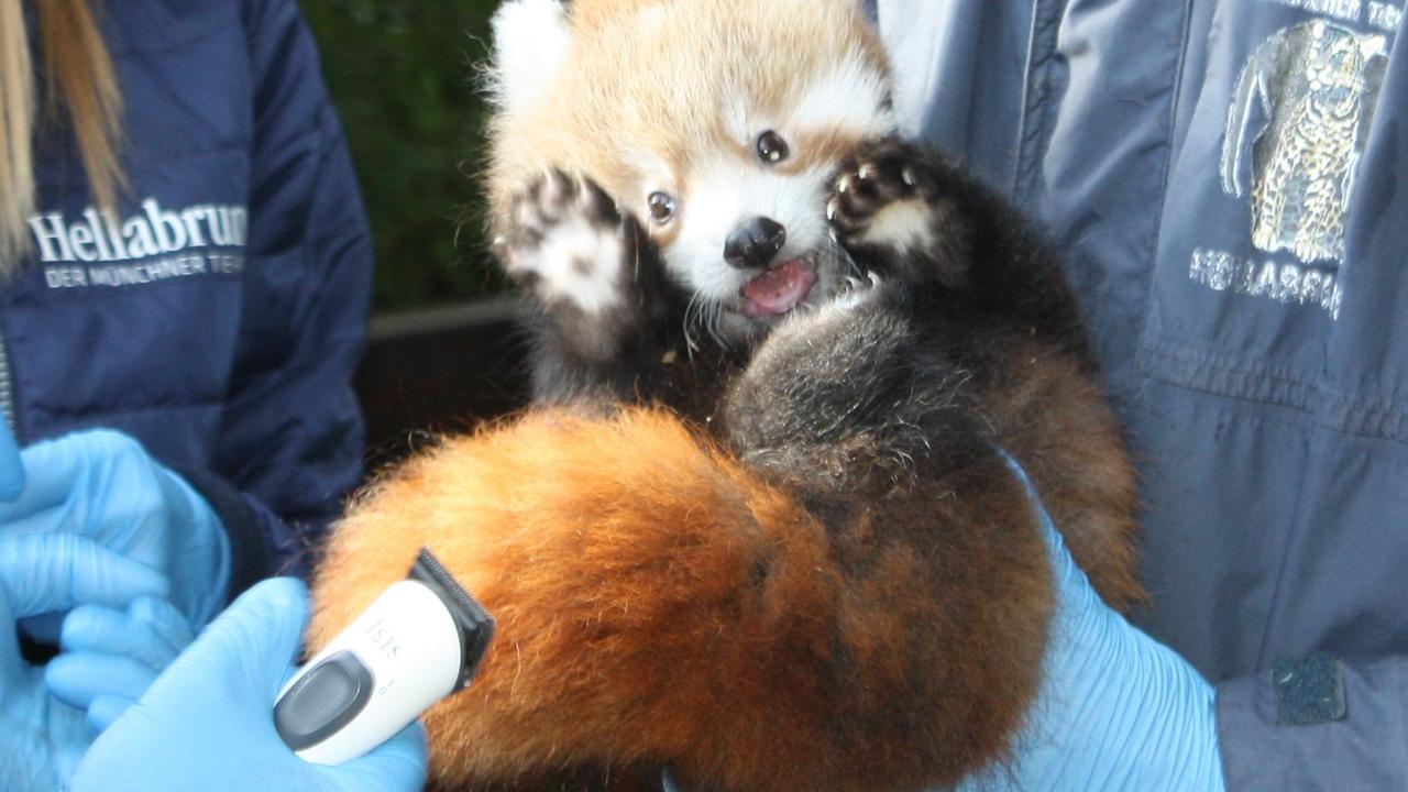 Neugeborener Roter Panda in München: Es ist ein Junge - Nachrichten aus  Bayern - Allgäuer Zeitung