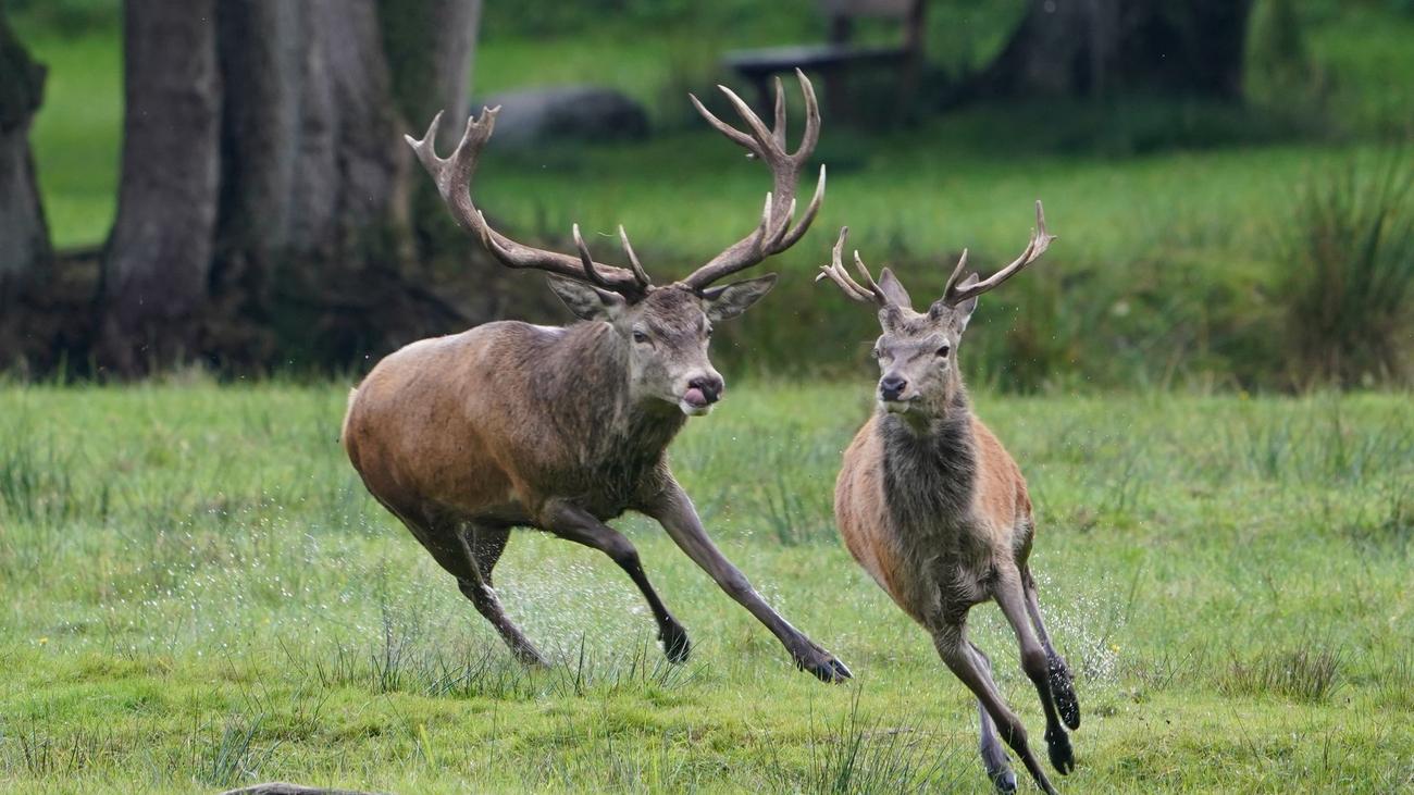 Tiere: Der Lauteste gewinnt: Brunftzeit bei den Hirschen | DIE ZEIT