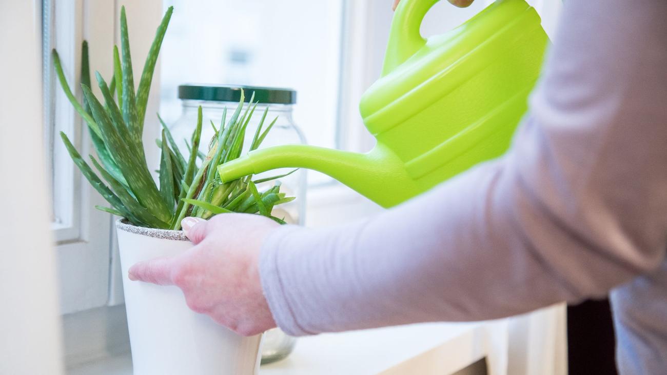 Viel zu stark gegossen Tipps zur Rettung der Topfpflanze ZEIT ONLINE