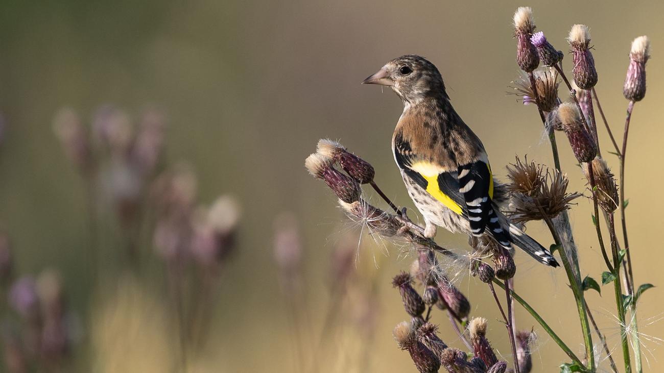 Lecker Kerne: Diese Samen futtern Vögel im Garten | DIE ZEIT