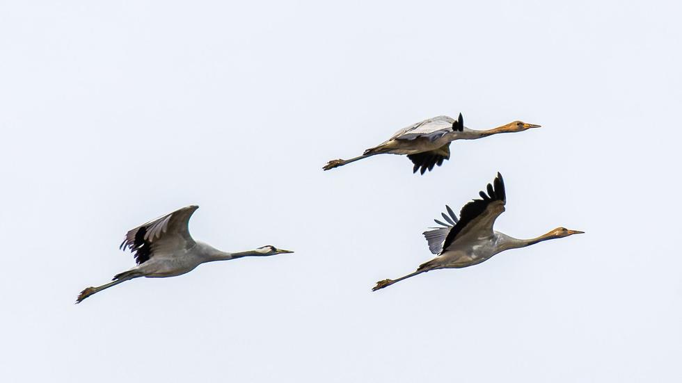 Tiere Kraniche ziehen mit Zwischenstopp im Südwesten ins Warme ZEIT ONLINE