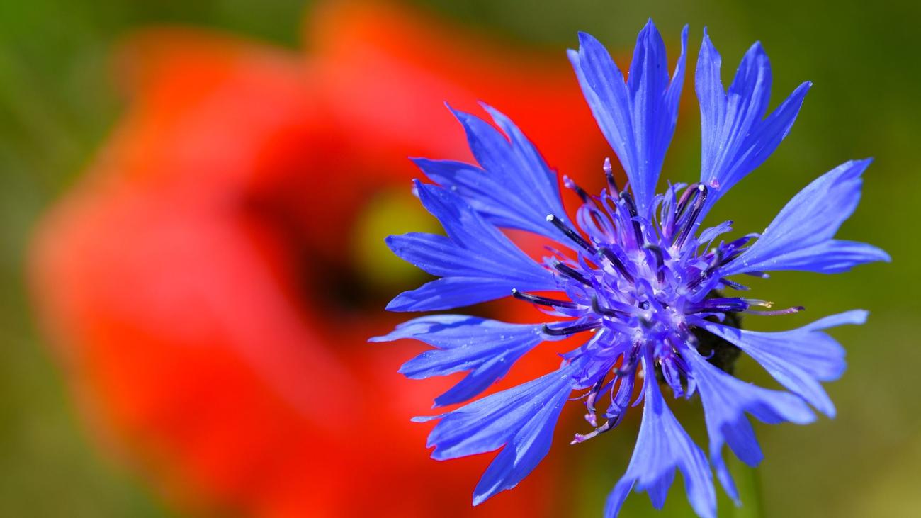 Biodiversität Pflanzen Ungleichgewicht von Verlierern und Gewinnern