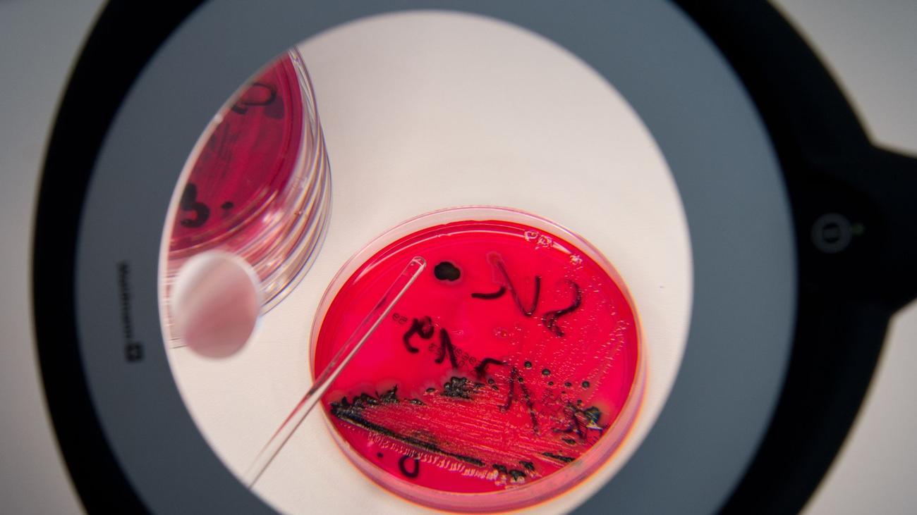 Lebensmittel: Salmonellengefahr bei Süßware Halva mit Pistazien | ZEIT ...