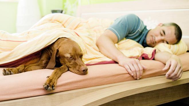 Kuschelig oder No-Go?: Soll Hund oder Katze mit im Bett schlafen? | DIE ZEIT