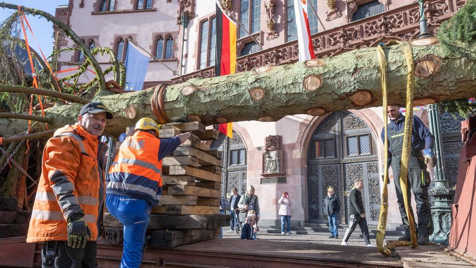 Weihnachten Weihnachtsbaum "Manni" erreicht Frankfurter Römerberg