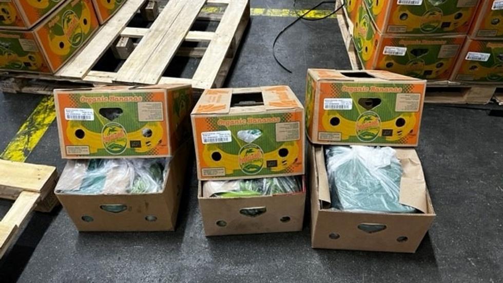 Zoll Kokain F r Mehr Als 44 Millionen Euro In Bananenkartons ZEIT ONLINE