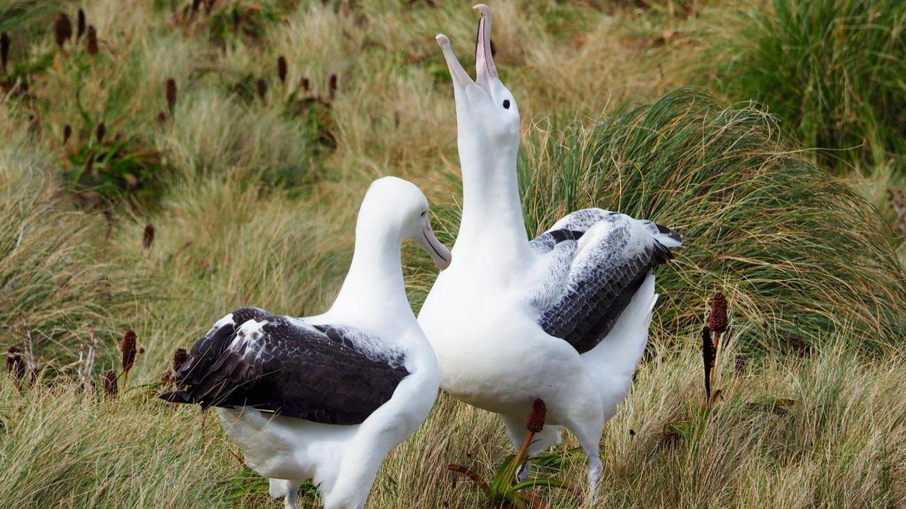 Naturschutz: Seltene Albatros-Eier in Neuseeland spurlos verschwunden ...