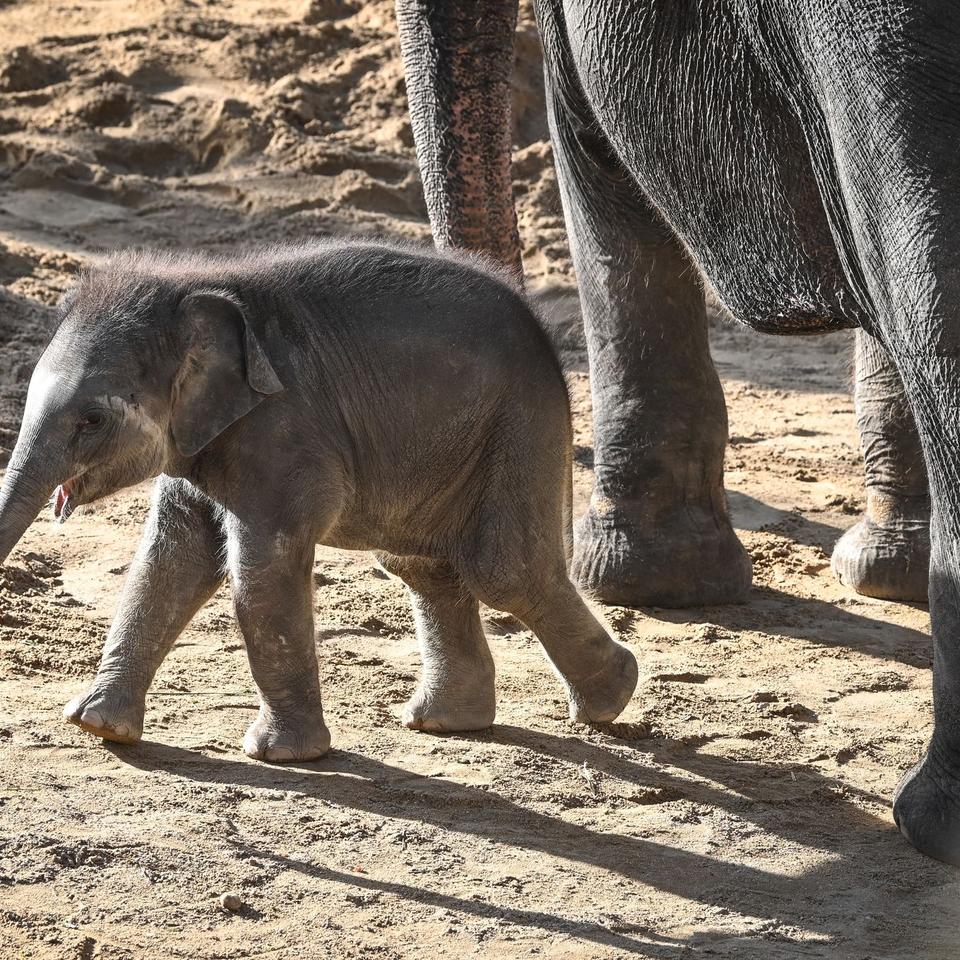 Wie heißt der kleine Elefant in Leipzig?